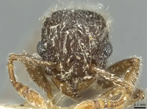 Tetramorium eminii specimen CASENT0915005 image casent0915005_2