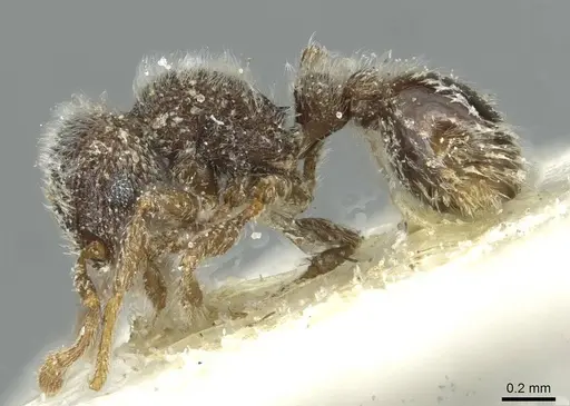 Tetramorium eminii specimen CASENT0915005 image casent0915005_3