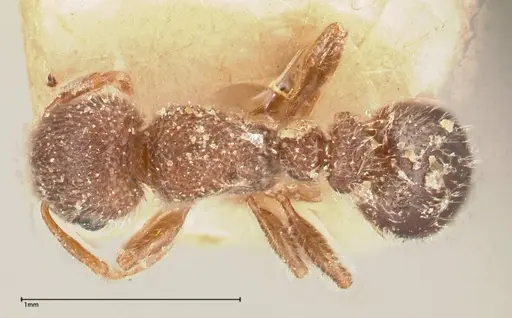 Tetramorium eminii specimen FOCOL0607 image focol0607_1