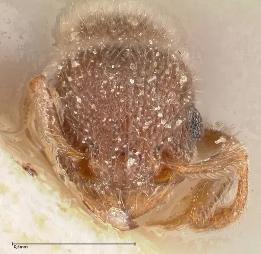 Tetramorium eminii specimen FOCOL0607 image focol0607_2