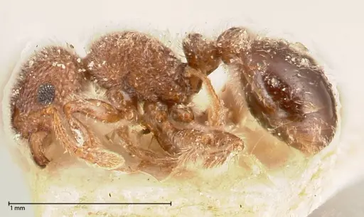 Tetramorium eminii specimen FOCOL0607 image focol0607_3