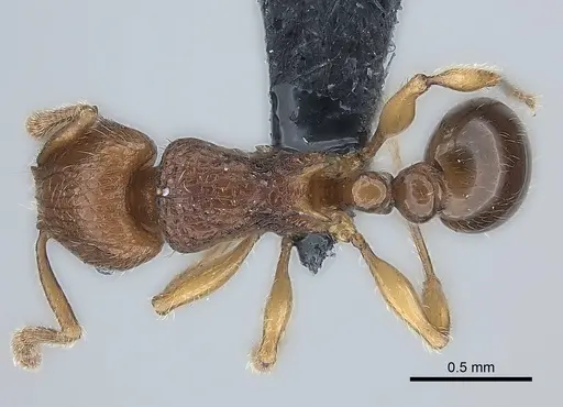 Tetramorium enkidu specimen CASENT0039588 image casent0039588_1