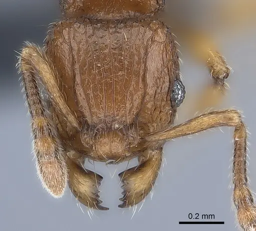 Tetramorium enkidu specimen CASENT0039588 image casent0039588_2