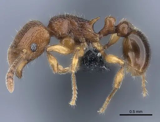 Tetramorium enkidu specimen CASENT0039588 image casent0039588_3