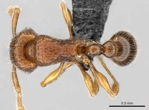 Tetramorium enkidu specimen CASENT0045673 image casent0045673_1