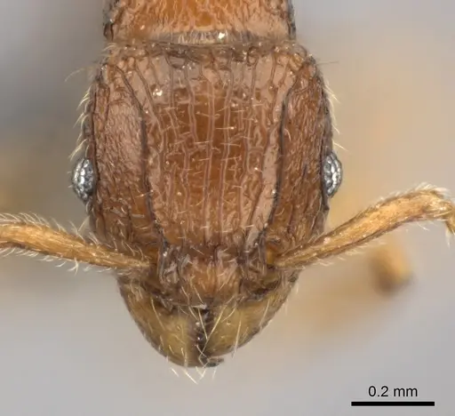 Tetramorium enkidu specimen CASENT0045673 image casent0045673_2