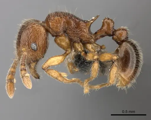 Tetramorium enkidu specimen CASENT0045673 image casent0045673_3