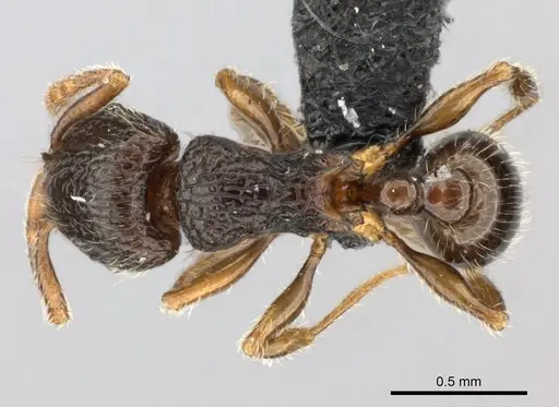 Tetramorium enkidu specimen CASENT0056450 image casent0056450_1
