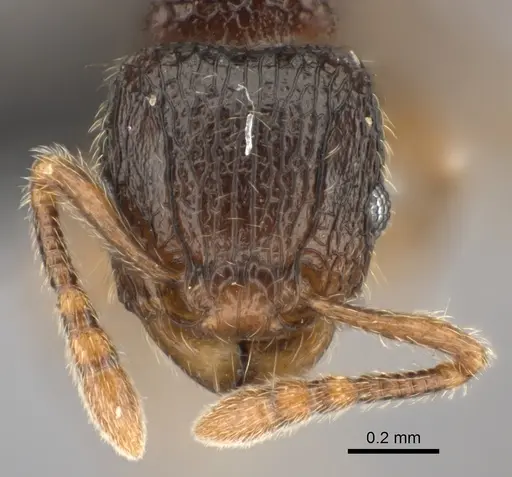 Tetramorium enkidu specimen CASENT0056450 image casent0056450_2