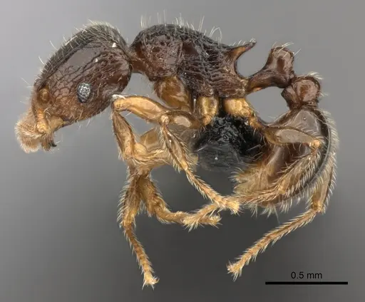 Tetramorium enkidu specimen CASENT0056450 image casent0056450_3