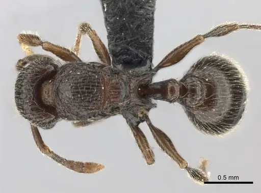 Tetramorium enkidu specimen CASENT0056454 image casent0056454_1