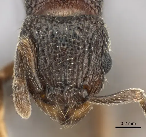 Tetramorium enkidu specimen CASENT0056454 image casent0056454_2