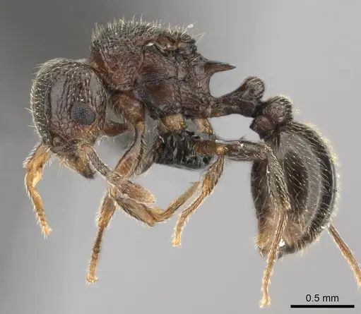 Tetramorium enkidu specimen CASENT0056454 image casent0056454_3
