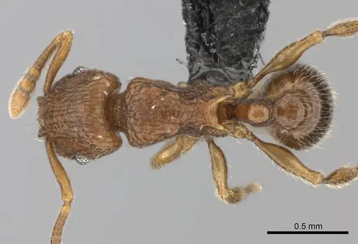 Tetramorium enkidu specimen CASENT0404916 image casent0404916_1