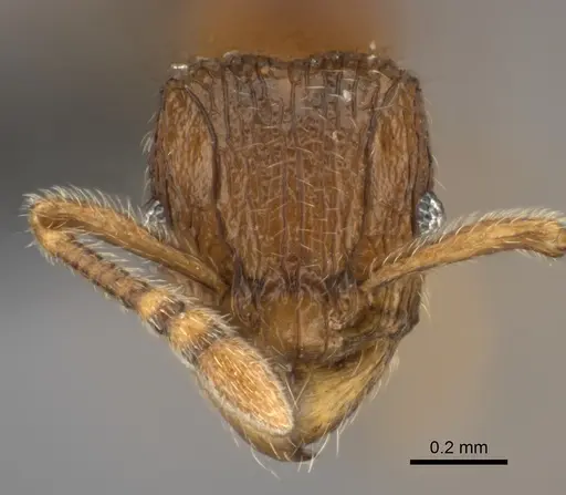 Tetramorium enkidu specimen CASENT0404916 image casent0404916_2