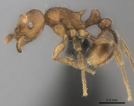Tetramorium enkidu specimen CASENT0404916 image casent0404916_3
