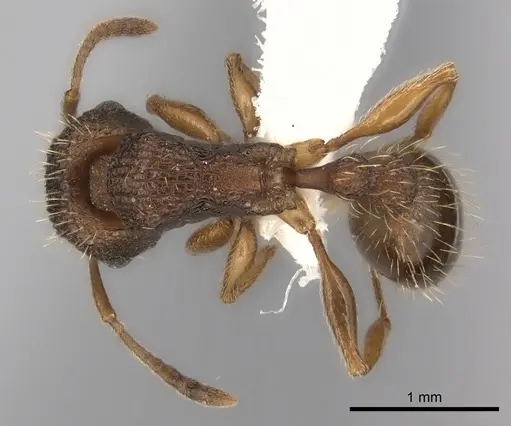 Tetramorium erectum specimen CASENT0100793 image casent0100793_1
