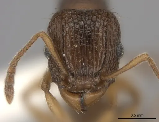 Tetramorium erectum specimen CASENT0100793 image casent0100793_2