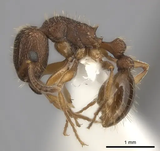 Tetramorium erectum specimen CASENT0100793 image casent0100793_3