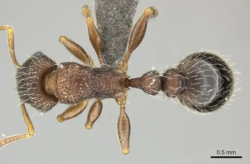 Tetramorium erectum specimen CASENT0249024 image casent0249024_1