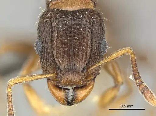Tetramorium erectum specimen CASENT0249024 image casent0249024_2