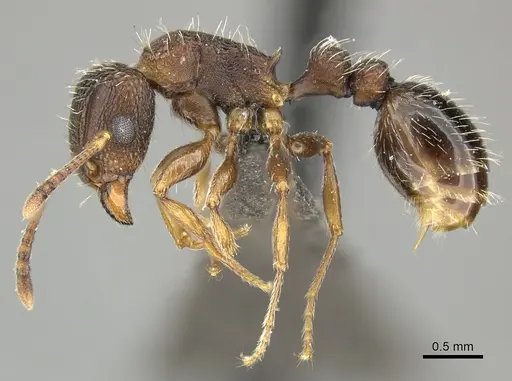 Tetramorium erectum specimen CASENT0249024 image casent0249024_3