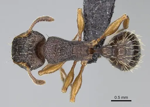 Tetramorium erectum specimen CASENT0822185 image casent0822185_1
