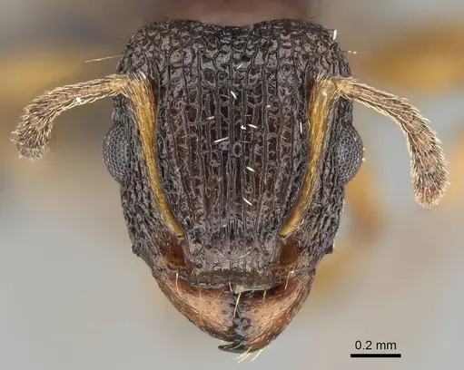 Tetramorium erectum specimen CASENT0822185 image casent0822185_2