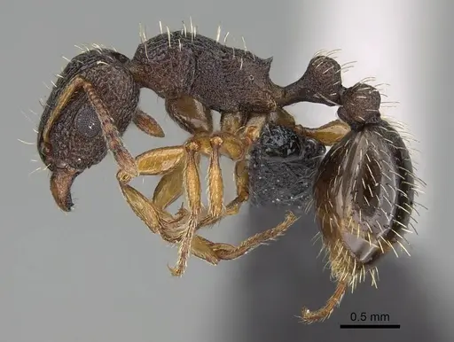 Tetramorium erectum specimen CASENT0822185 image casent0822185_3