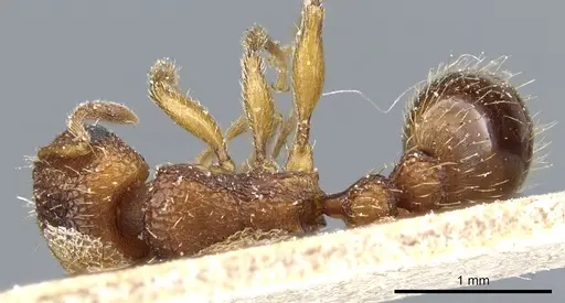 Tetramorium erectum specimen CASENT0904837 image casent0904837_1
