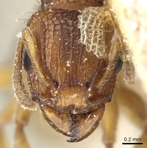 Tetramorium erectum specimen CASENT0904837 image casent0904837_2