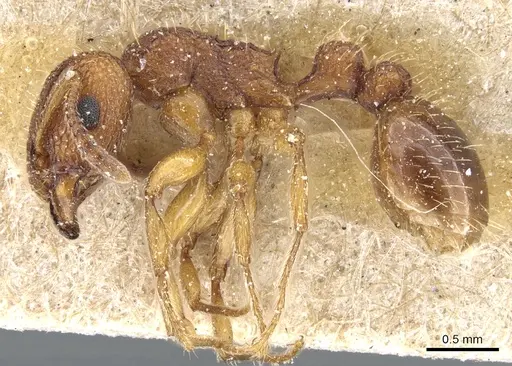 Tetramorium erectum specimen CASENT0904837 image casent0904837_3