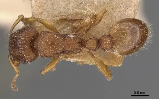 Tetramorium erectum specimen CASENT0909123 image casent0909123_1