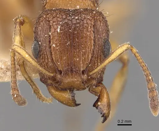 Tetramorium erectum specimen CASENT0909123 image casent0909123_2