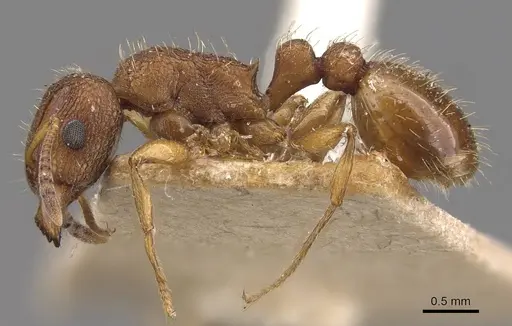 Tetramorium erectum specimen CASENT0909123 image casent0909123_3