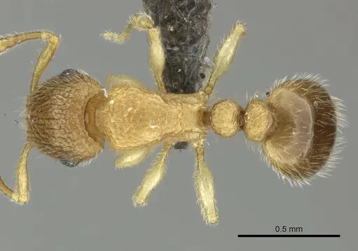 Tetramorium ericae specimen CASENT0249031 image casent0249031_1