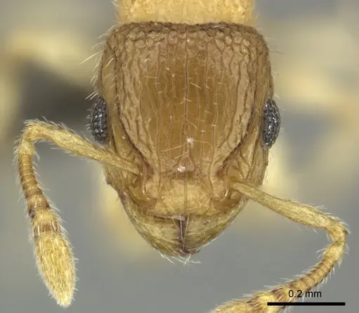 Tetramorium ericae specimen CASENT0249031 image casent0249031_2