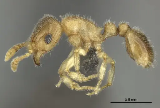 Tetramorium ericae specimen CASENT0249031 image casent0249031_3
