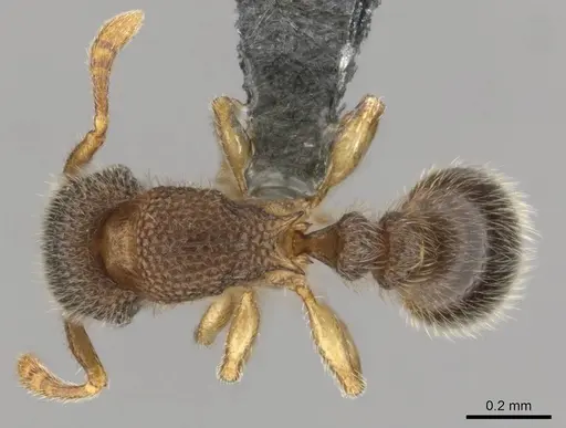 Tetramorium ericae specimen CASENT0252754 image casent0252754_1