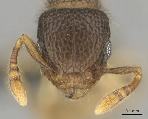 Tetramorium ericae specimen CASENT0252754 image casent0252754_2