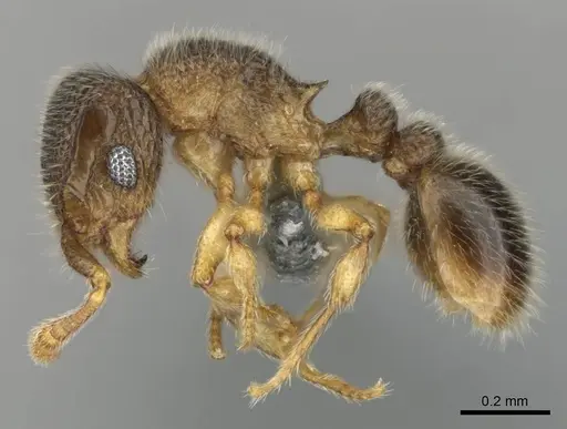 Tetramorium ericae specimen CASENT0252754 image casent0252754_3