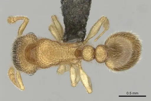 Tetramorium ericae specimen CASENT0257003 image casent0257003_1