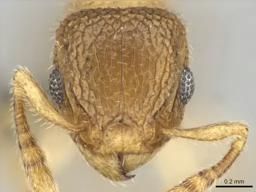 Tetramorium ericae specimen CASENT0257003 image casent0257003_2