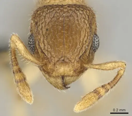 Tetramorium ericae specimen CASENT0257003 image casent0257003_3