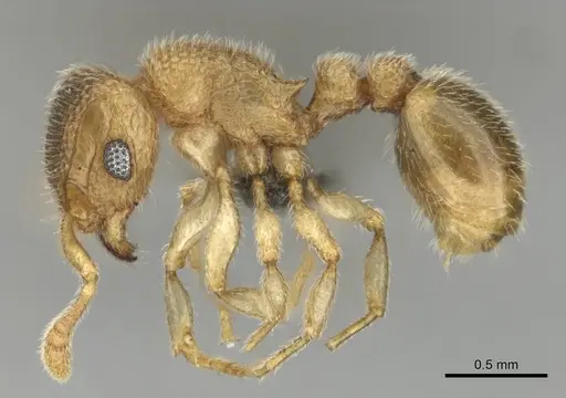 Tetramorium ericae specimen CASENT0257003 image casent0257003_4