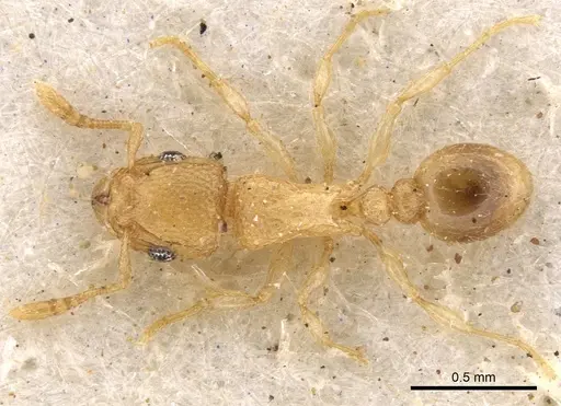Tetramorium ericae specimen CASENT0901148 image casent0901148_1