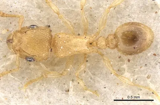 Tetramorium ericae specimen CASENT0901148 image casent0901148_2