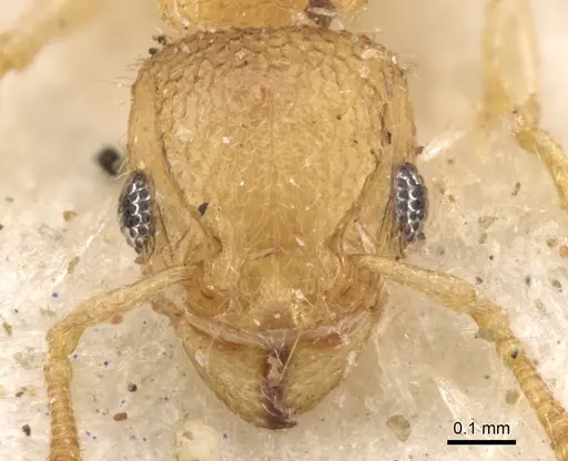 Tetramorium ericae specimen CASENT0901148 image casent0901148_3
