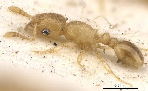 Tetramorium ericae specimen CASENT0901148 image casent0901148_4