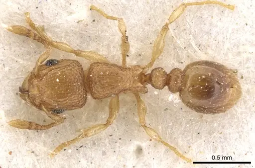 Tetramorium ericae specimen CASENT0901149 image casent0901149_1